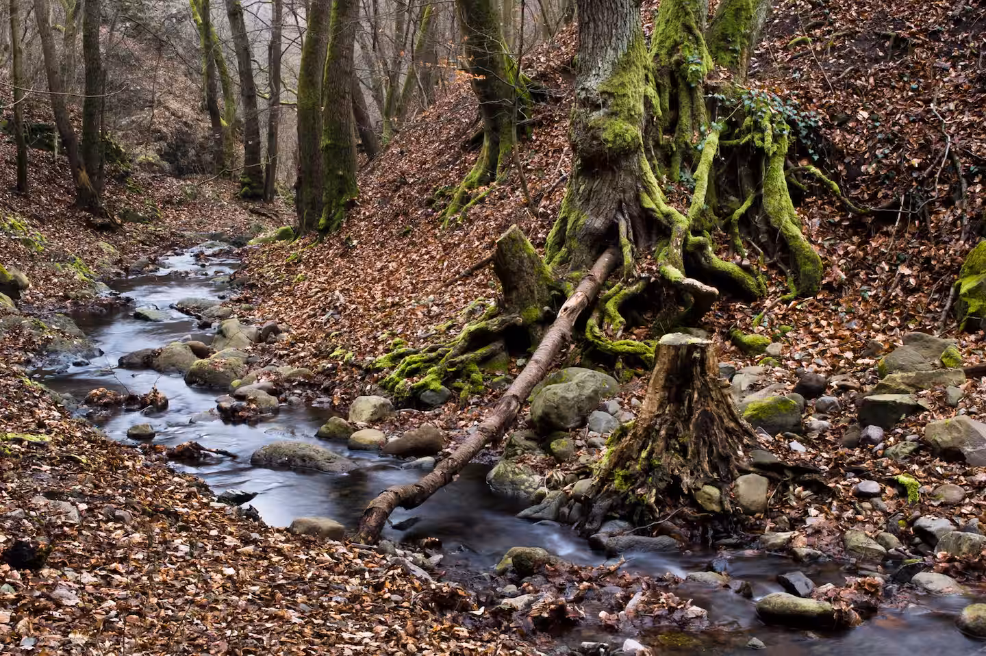 Forest creek trail in the Pilis hills